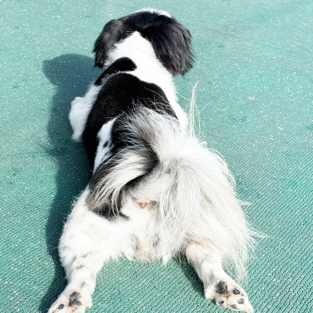 生徒が撮影したモデル犬たちの写真③